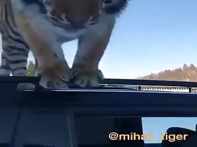 Russian tiger taxi 