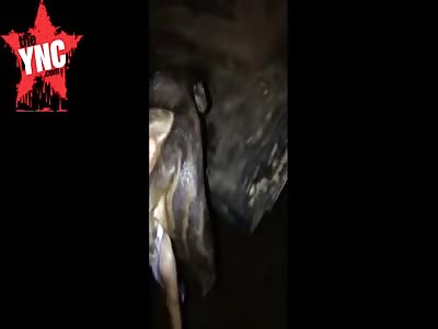 East Texas hunters find a â€˜1 headed, 2 bodied, 8 legged pigâ€™  
