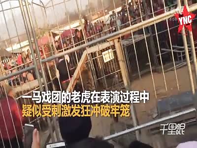 A tiger escapes from a cage  the scene was chaos in  Shanxi 