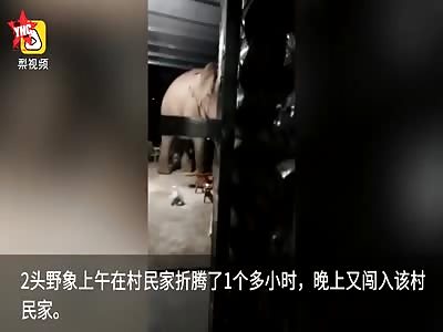 2 wild elephants in Yunnan destroy a house and steal food