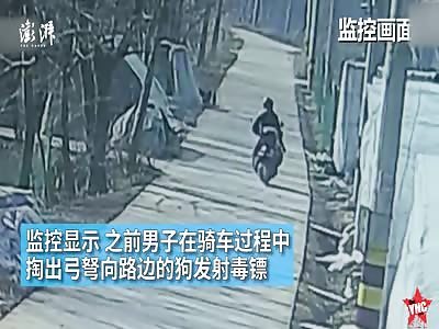 karma dog thieve gets crushed in   Jiangsu