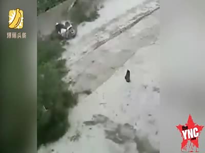 a falling tree kills   a man on his bike