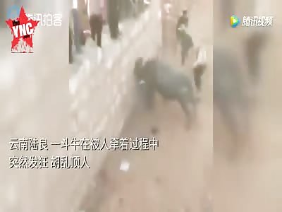 bull accident in Yunnan 