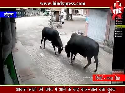 Anil Kumar gets hit by a bull in Jakhal Mandi 