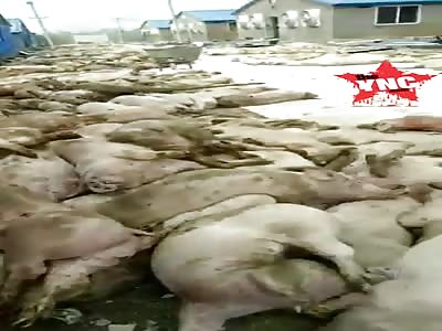 11,000 dead pigs one farm in  in Youxi County, Sanming, Fujian