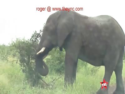 A 5 ton Huge Elephant Charge at a Vehicle in South Africa