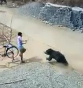 Wild Bear attack ..on villagers.