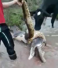 Villager Shoot the Head of Anaconda To Save the Christmas dinner