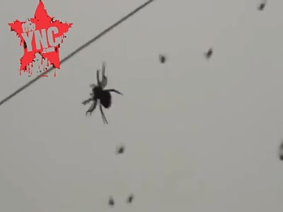 Phenomenon in Brazil rain of spiders