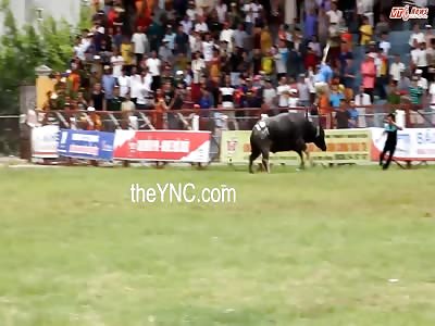 Man is brutally attacked by a bull