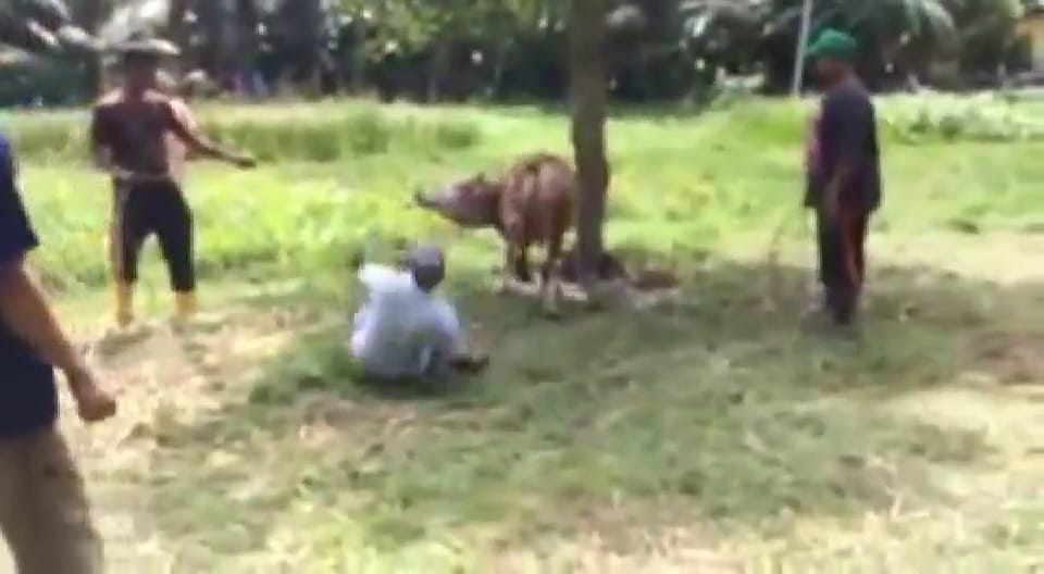 Cow Kills Man with a Single Kick to the Chest