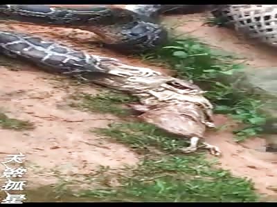Interesting Video Shows Snake Reject its Last Meal