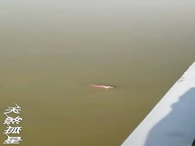 Womans Corpse Floats after Jumping off Bridge