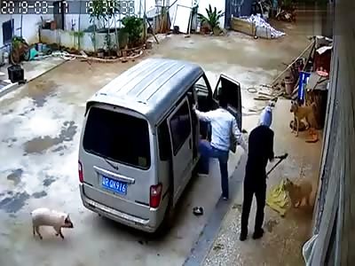 Sick Thieves Steal Dogs in China