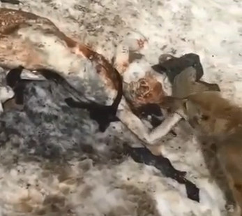 Bad ass WOLF Feasting on a Naked Dead Man