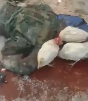 WTF! Al-Assad Members Turned in Chickens Food