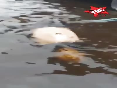 Corpse floating in the water