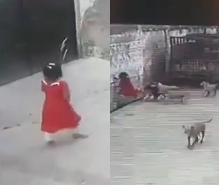 DAMN: Pack of Stray Dogs Attack Girl
