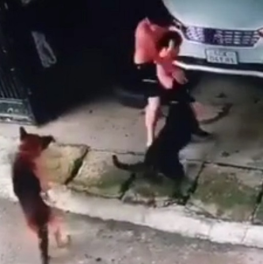 Even the Dogs Want You Dead In Vietnam