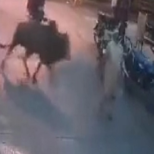 DAMN: Old Woman Attacked by Bull