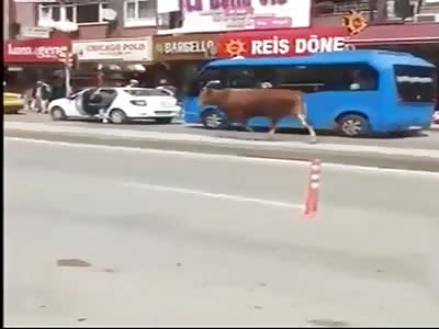 cow walking down the street and beating a lady in the back