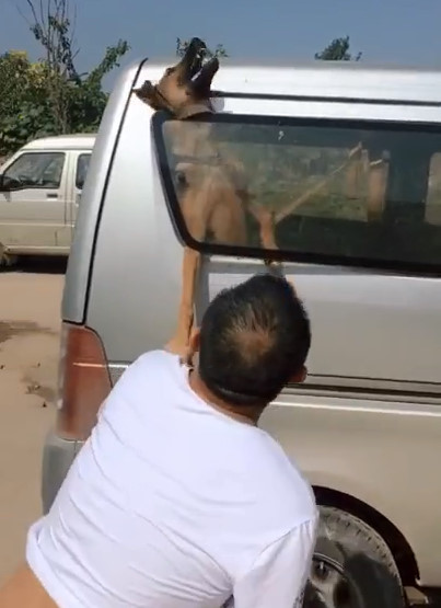 Man saves a puppy from dying hanged