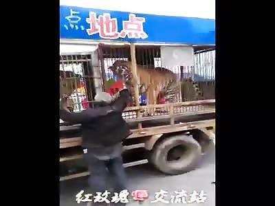 Tiger bites the elderly man