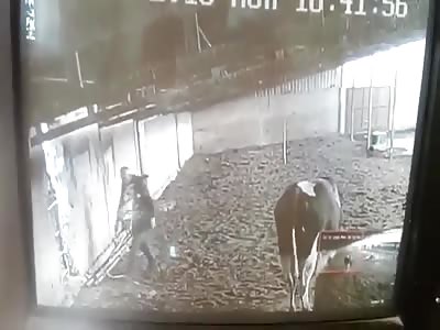 Man is attacked by a bull in his ranch