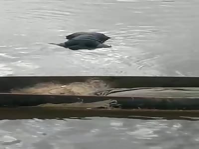 Brazil. wtf lifeless bodies rescued from a river