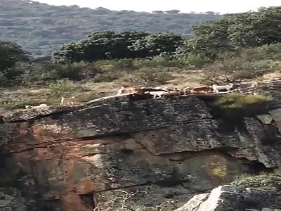 Hunting dogs fall from a cliff to catch their prey