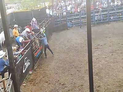 3 man injuried by giant bull