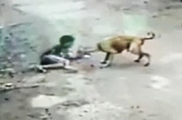 Stray Dog Bite a Kid In Rasipuram, India