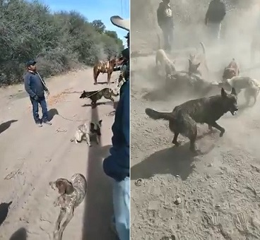 Mexicans Let Dogs Viciously Maul Criminal