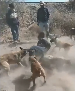 Mexicans Let Dogs Viciously Maul Criminal (Extended Version)