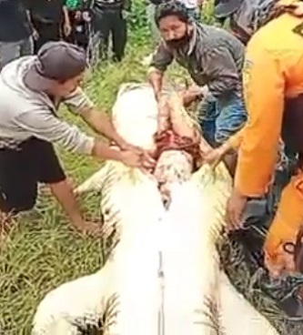 Removing Human Remains from a Dead Crocodile's Stomach.