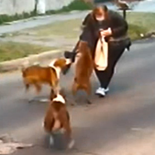 Three Pit Bulls Attack a Woman in Argentina