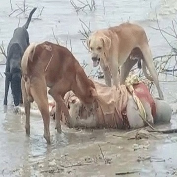 Disturbing Video Of Stray Dogs Gnawing At A Human Body In India