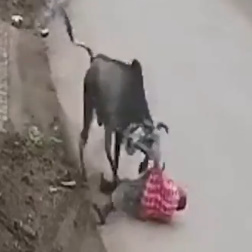 Stray Bull Attacks Old Man In Gujarat 