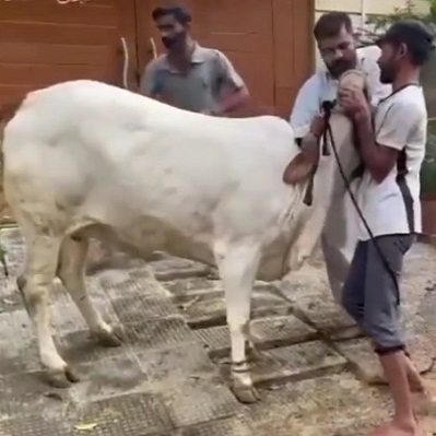 Uncontrolled Calf Kills Butcher In Karachi