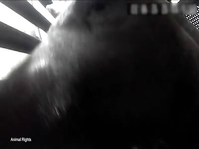 Graphic Video!!! Highlights cruelty inside pig slaughterhouses