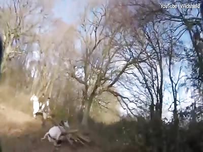 Hunt horse falls through wooden jump and runs off