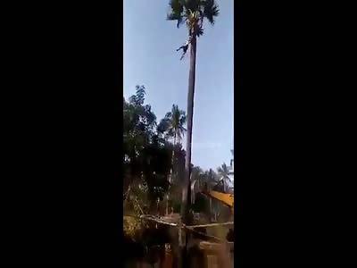 Coconut tree to bring down dead man (full video)