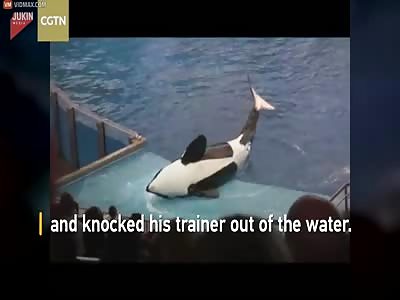 Orca Knocked His Trainer Out Of The Water