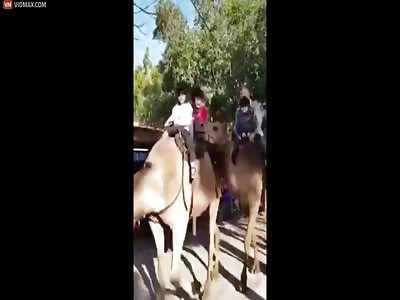 Camel Gets Hungry
