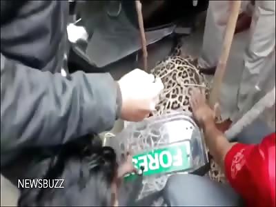 Leopard Gets Captured In India After Attacking A Man!