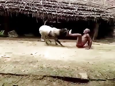 This Man Decided To Take On A Ram For No Apparent Reason!