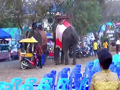 Teenager Picked Up By Rampaging Elephant