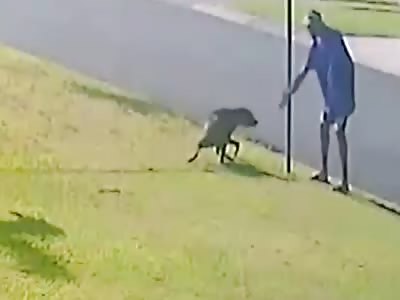 Disgusting moment cruel pedestrian punches helpless dog