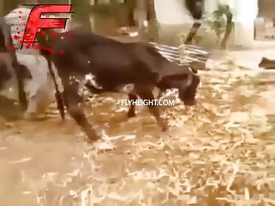 Whipping A Cow Goes Wrong