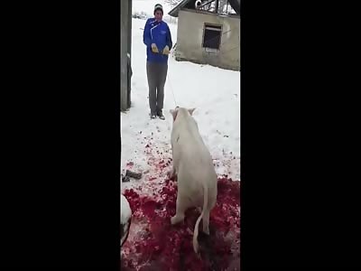 guy died trying to electrocute a boar.